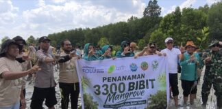 Pemuda Pemerhati Lingkungan Buton Tengah Tanam 3.300 Bibit Mangrove, Bupati Apresiasi Upaya Pelestarian Pesisir